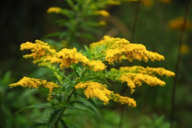 Çayırlarda sık sık altın tomurcuklar açar. Solidago virgaurea.