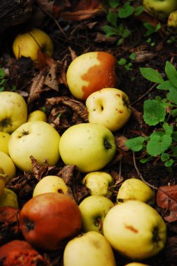 Sonbaharda, elmalar ağaçtan düştü ve yerde yatıyorlar. Tam ve çürük elmalar. Vahşi bir elma ağacının meyvesi..