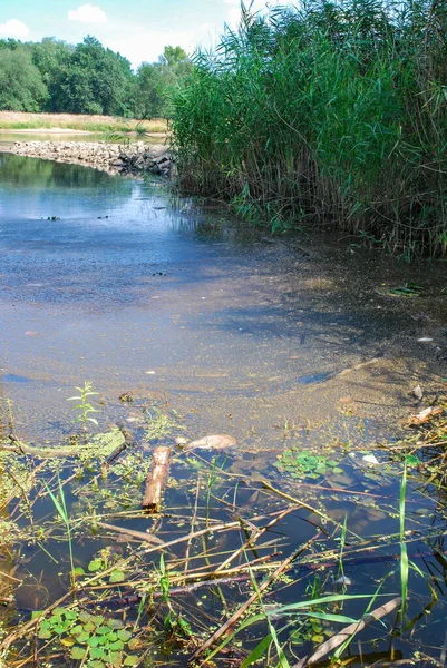 A dead fish floats in a polluted river. Poisoned dirty water.  Ecological disaster 2022, river Odra (Oder) Poland.