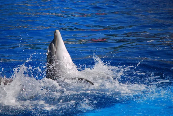 Vidám Delfin Úszás Játssz Táncolj Medencében Állatkert Madrit Spanyolország Delfinárium — Stock Fotó