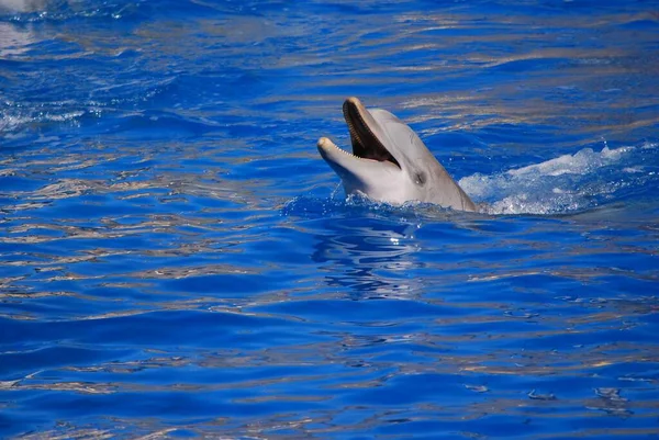 Vidám Delfinek Úsznak Játszanak Táncolnak Medencében Állatkert Madrit Spanyolország Delfinárium — Stock Fotó