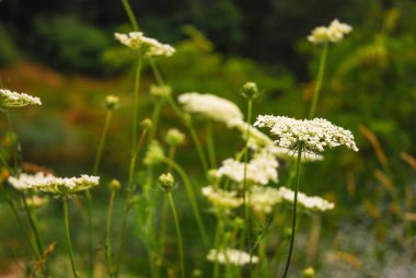 Korkuluğun beyaz çiçekleri yabani çayırlarda çiçek açar. Achillea millefolium.