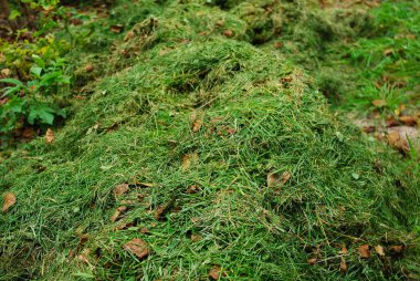 Çimleri biçmek toprak için doğal bir gübre. Bahçede sonbahar temizliği. Kesilmiş çimen yığını. Organik gübre.