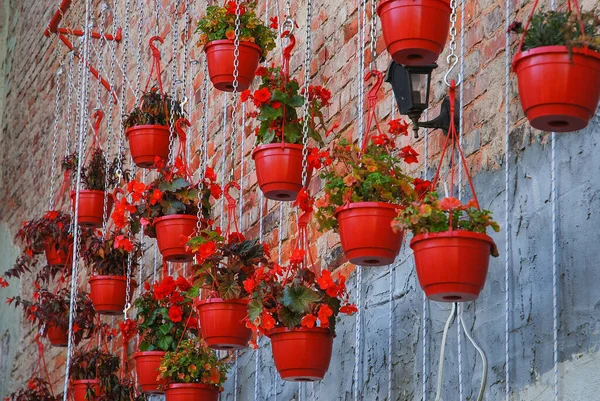 Różne Rodzaje Kwiatów Rosną Czerwonych Doniczkach Wiszących Łańcuchach Metalowa Konstrukcja — Zdjęcie stockowe