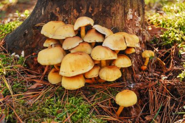 Galerina marginata (cenaze çanı, ölümcül kurukafa, sonbahar başlığı, ölümcül galerina) zehirli bir mantar türüdür. Ölümcül toksinleri içeriyor. Mantar ormanda yetişir. Düş.