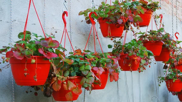 Year Seedlings Strawberry Bushes Grow Red Hanging Pots Homegrown September — Stock Photo, Image