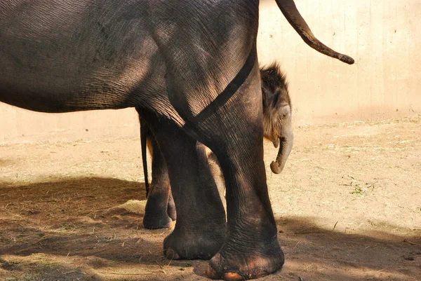 A small baby Asian elephant (Elephas maximus), known as an Asian elephant, hides behind its mother-family. Zoo Madrit, Spain. Theme park.