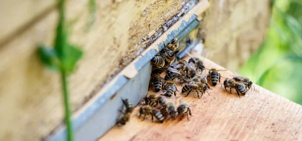 蜂が巣の上に 蜂は蜂の巣を — ストック写真
