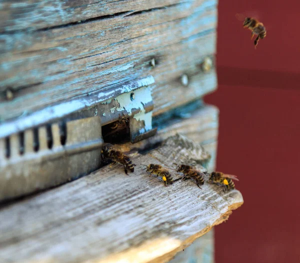 Bienen Bienenstock Des Bienenhauses — Stockfoto