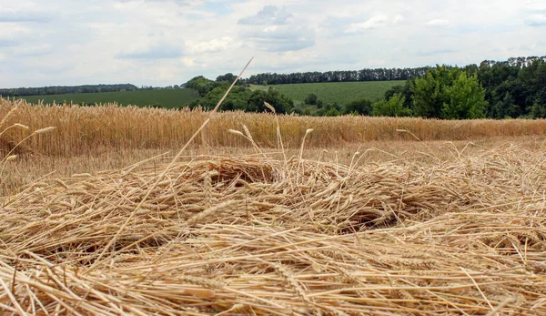 a closeup shot of a wheat field in a rural area