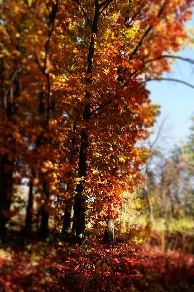 Autumn Landscape Colorful Leaves — Stock Photo, Image