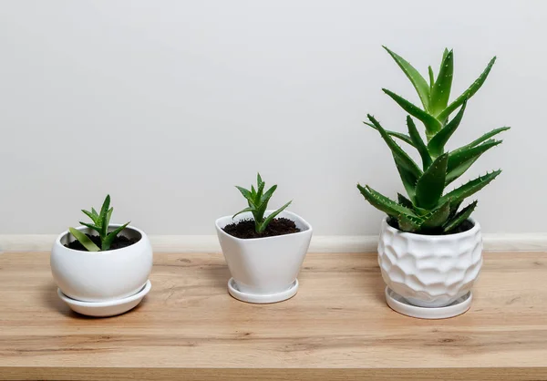 Plante Verte Pot Sur Fond Blanc — Photo