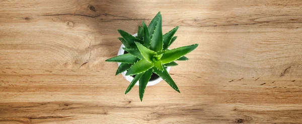 aloe vera plant on wooden background