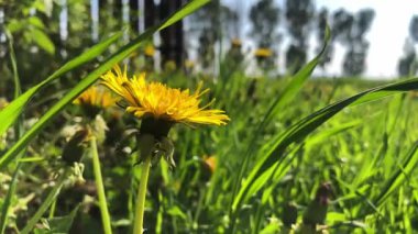 Bahar bahçesinde karahindiba