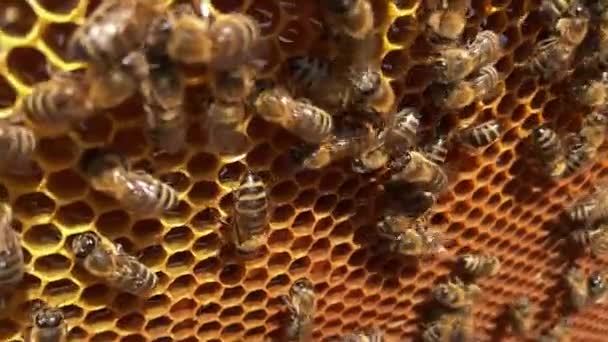 Hive Frame Met Open Gesloten Cellen Van Honingraat Bijen — Stockvideo