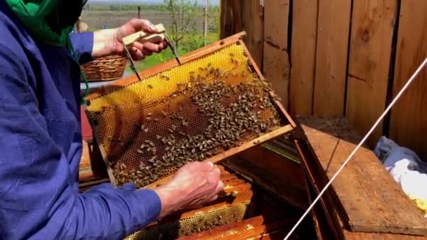 Nahaufnahme Eines Imkers Bei Der Arbeit Und Besichtigung Eines Bienenstocks — Stockvideo