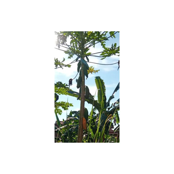 Papaja Fotograficzna Roślin Owocowych — Wektor stockowy