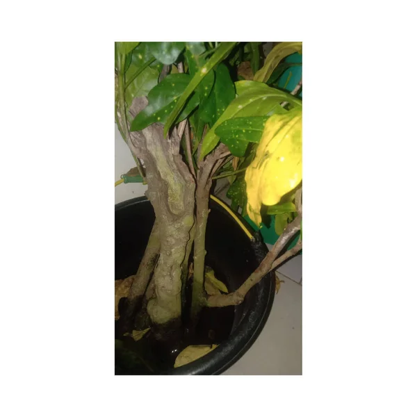 Seltene Pflanze Foto Kamera Handy — Stockvektor