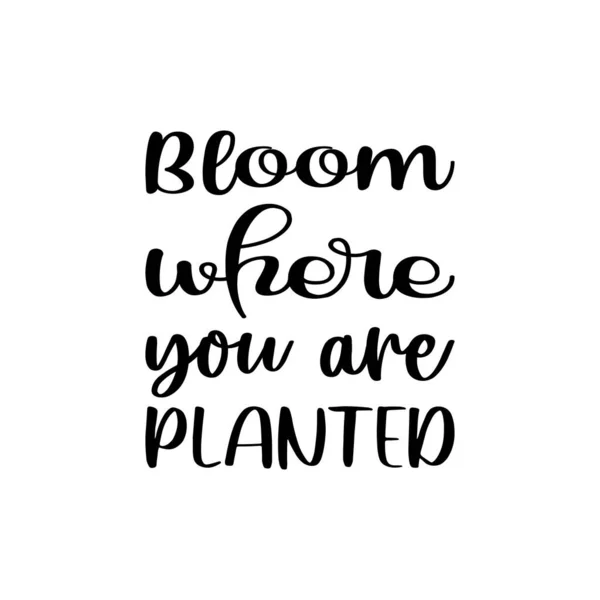 Bloom You Planted Black Letter Quote — Stock Vector