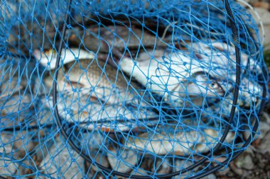 Kayalık bir sahilde balık ağındaki farklı balıklar. Bir balık ağına yaklaş. 