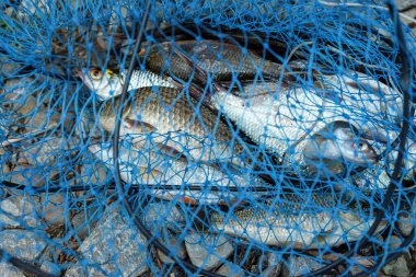 Kayalık bir sahilde balık ağındaki farklı balıklar. Balık avı. Bir balık ağına yaklaş. 