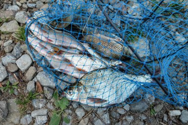 Balık ağında büyük balık ve farklı balıklar. Bir balık ağına yakın durun. Balık avı.. 