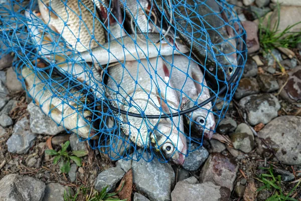 Different fish in a fish net on a rocky shore. Catch of fish. Close up of a fishing net