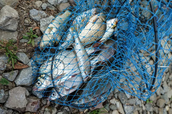 Different fish in a fish net on a rocky shore. Catch of fish. Close up of a fishing net