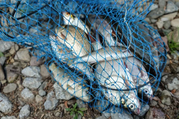 Verschiedene Fische Einem Fischnetz Einem Felsigen Ufer Fang Von Fisch — Stockfoto