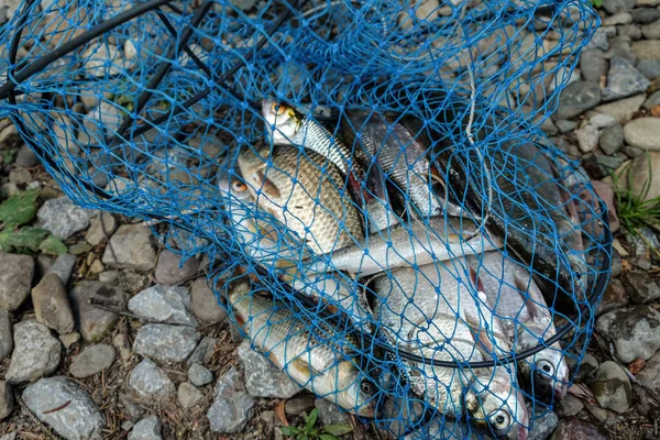 Différents Poissons Dans Filet Poisson Sur Rivage Rocheux Pêche Poissons — Photo