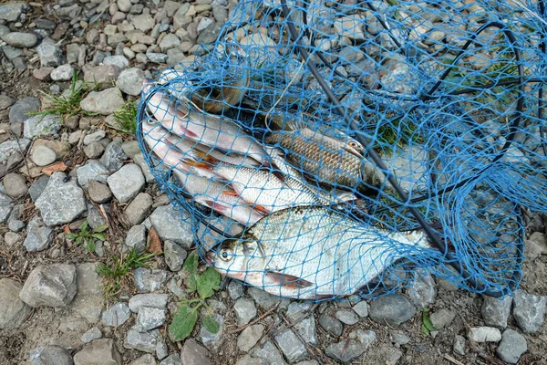 Different fish in a fish net on a rocky shore. Catch of fish. Close up of a fishing net