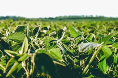 Gün batımında açık soya fasulyesi tarlası.