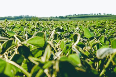 Soya fasulyesinin yeşil yaprağı sabahın erken saatlerinde ışıl ışıl parlıyor. Soya tarımı