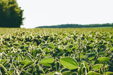 Soya fasulyesinin yeşil yaprağı sabahın erken saatlerinde ışıl ışıl parlıyor. Soya tarımı
