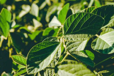 Soya fasulyesinin yeşil yaprağı sabahın erken saatlerinde ışıl ışıl parlıyor. Soya tarımı