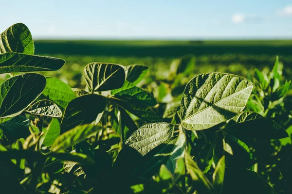 Soya fasulyesinin yeşil yaprağı sabahın erken saatlerinde ışıl ışıl parlıyor. Soya tarımı