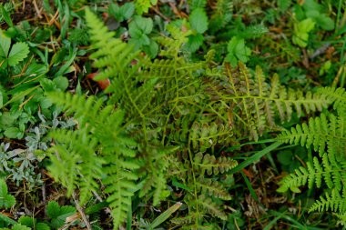 Yeşil yosun arka planında eğreltiotu yaprağı