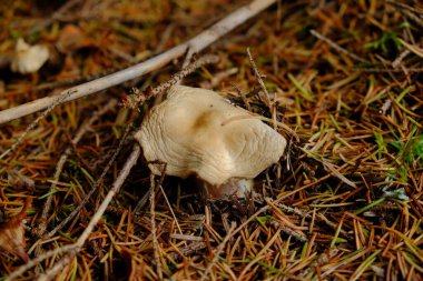 Sonbaharda ormanda mantar