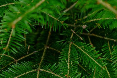 Yeşil köknar dalları, yakın - yakın.