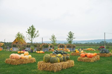 Balkabakları ve çiçeklerle dolu güzel bir sonbahar parkı