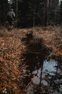 Norveç 'te karamsar orman ağaçları