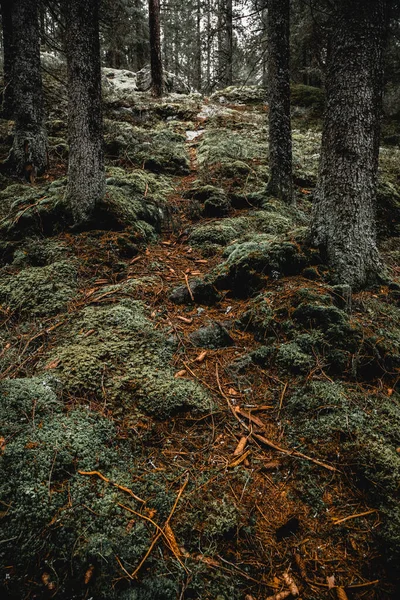 Moody forest trees in Norway — Stock fotografie