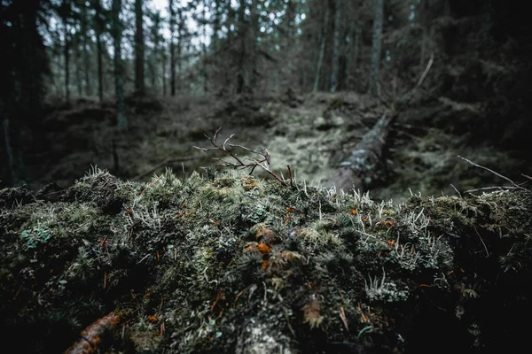 Moody forest trees in Norway — Stock fotografie