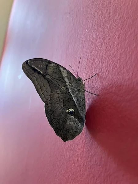 Uma Bela Borboleta Fundo Branco — Fotografia de Stock