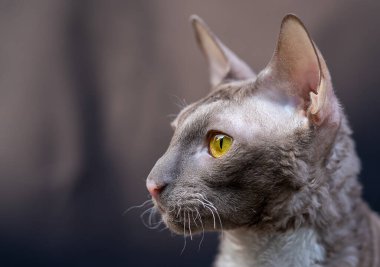 Cornish Rex kedisinin yakın portresi
