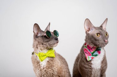 Bir Cornish Rex kedisinin stüdyo portresi. Kravat, güneş gözlüğü ve bandana takmış bir şekilde oturuyor ve başka tarafa bakıyor.
