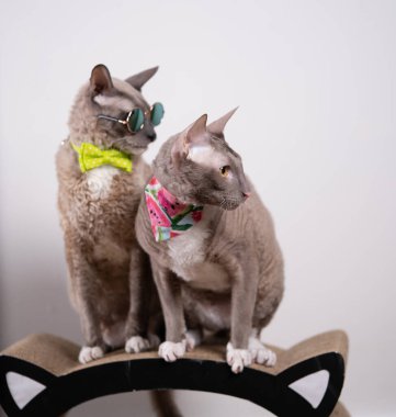 Bir Cornish Rex kedisinin stüdyo portresi. Kravat, güneş gözlüğü ve bandana takmış bir şekilde oturuyor ve başka tarafa bakıyor.