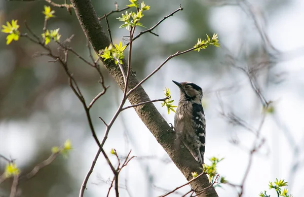 Ağaçtaki ağaçkakan