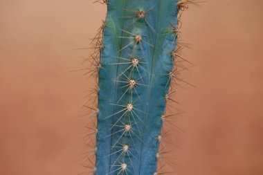 Turuncu arka planda dikenli yakın çekim kaktüsü.