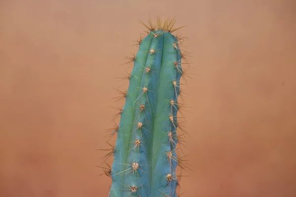 Primer Plano Cactus Puntiagudos Sobre Fondo Naranja —  Fotos de Stock